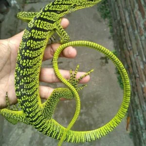 Yellow Tree Monitor-Yellow-Tree-Monitor.jpg