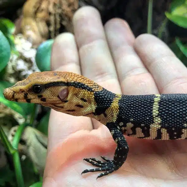 Dumerils Monitor-Dumerils-Monitor.jpg
