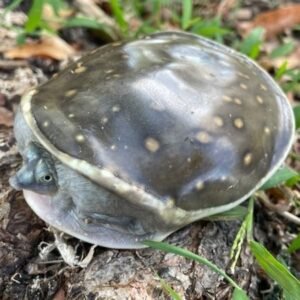 Indian Flap Shell Turtle-Indian-Flap-Shell-Turtle.jpg