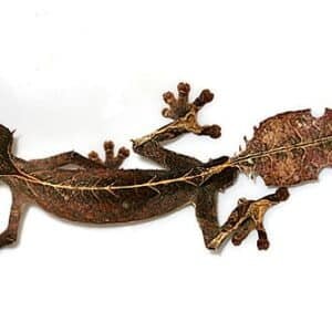 Satanic Leaf Tailed Gecko-Satanic-Leaf-Tailed-Gecko.jpg